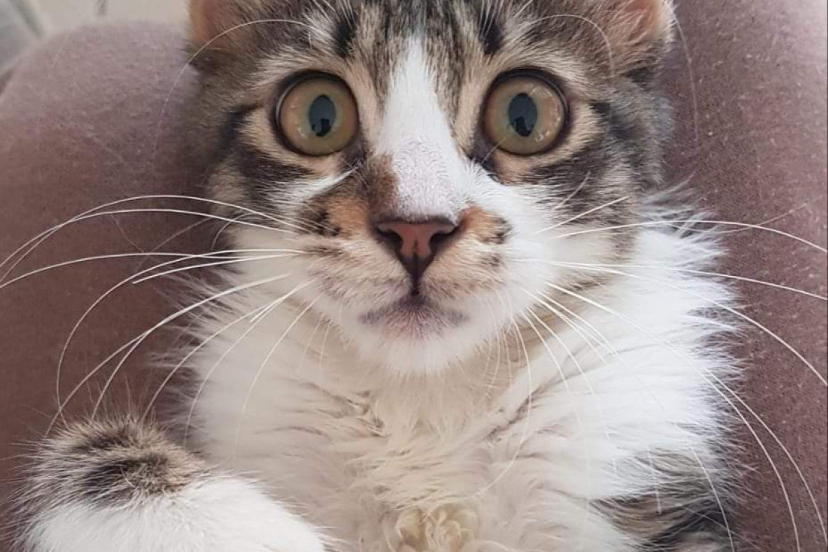 Nigel
