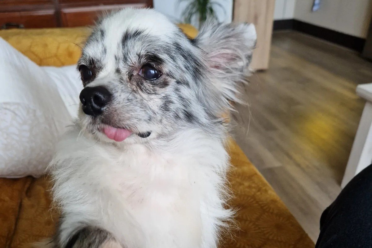 Obi