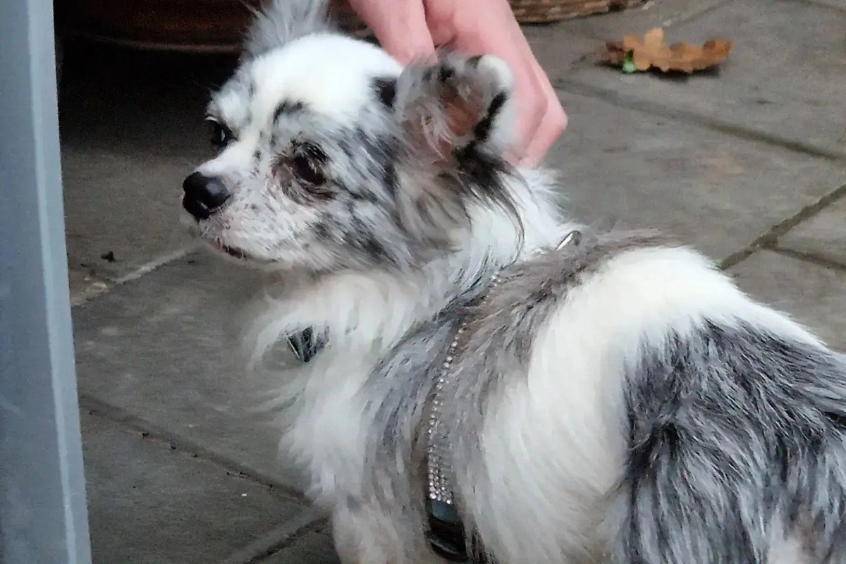 Obi