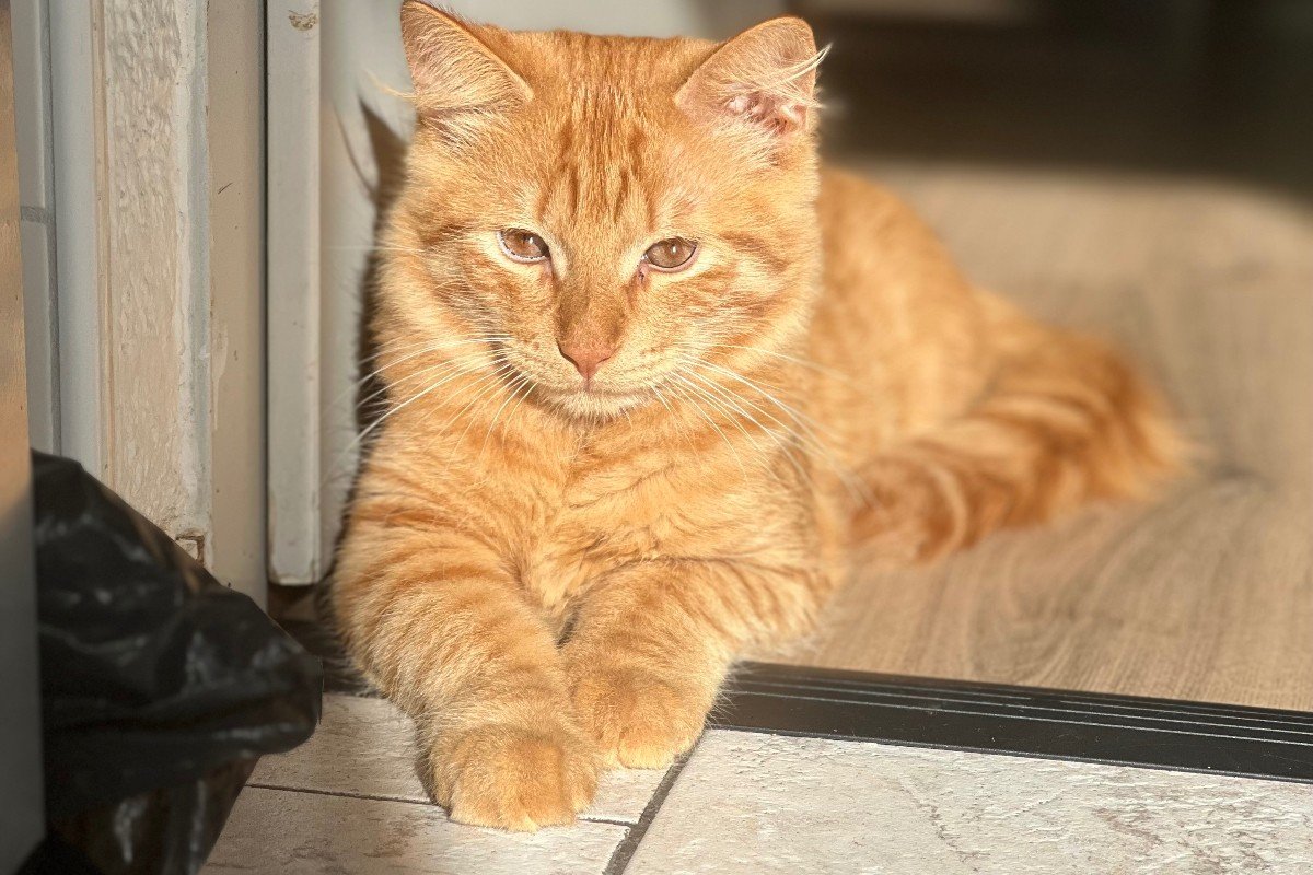 Garfield