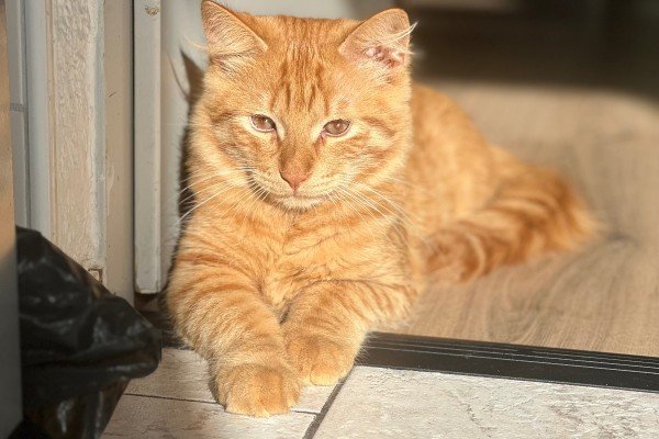 Garfield