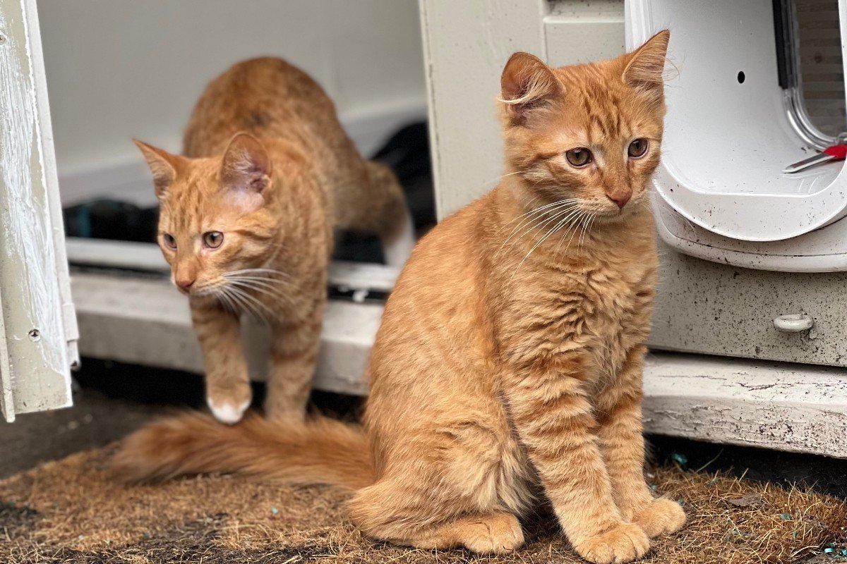 Garfield