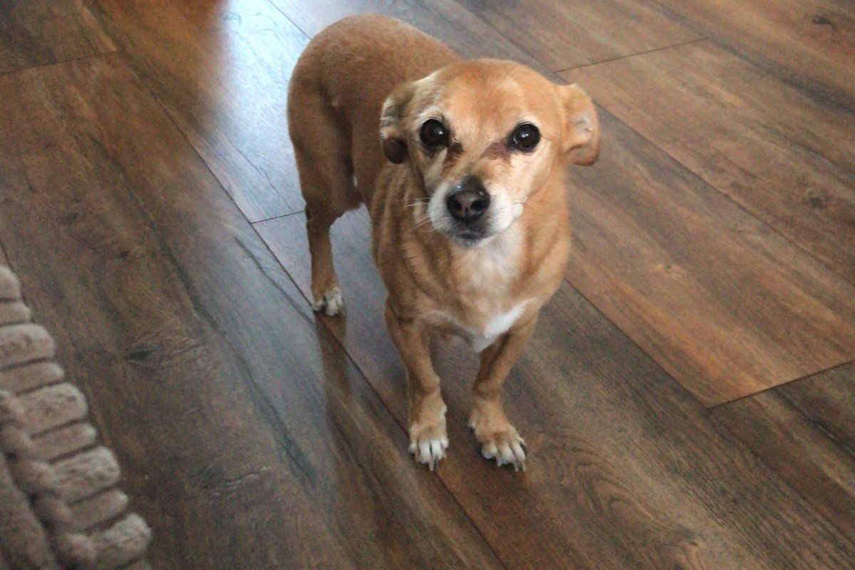 Kiko