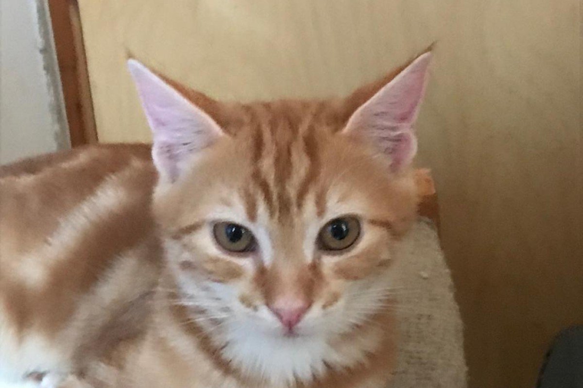 Romeo