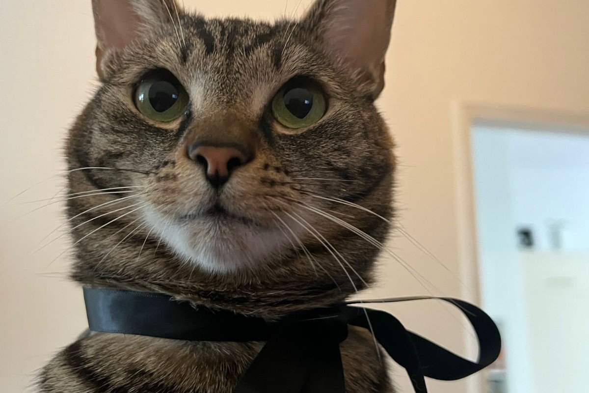 Kitty