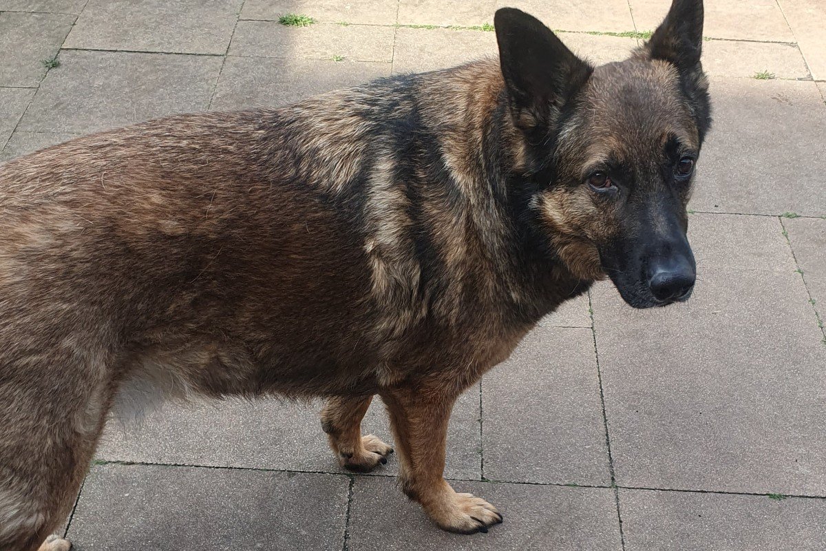 Bandit