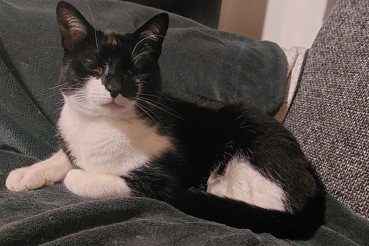 Zorro