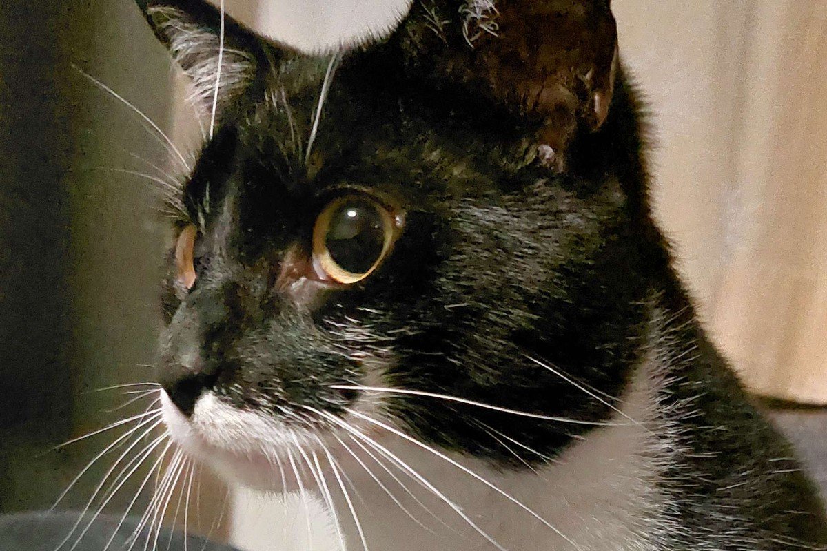 Zorro
