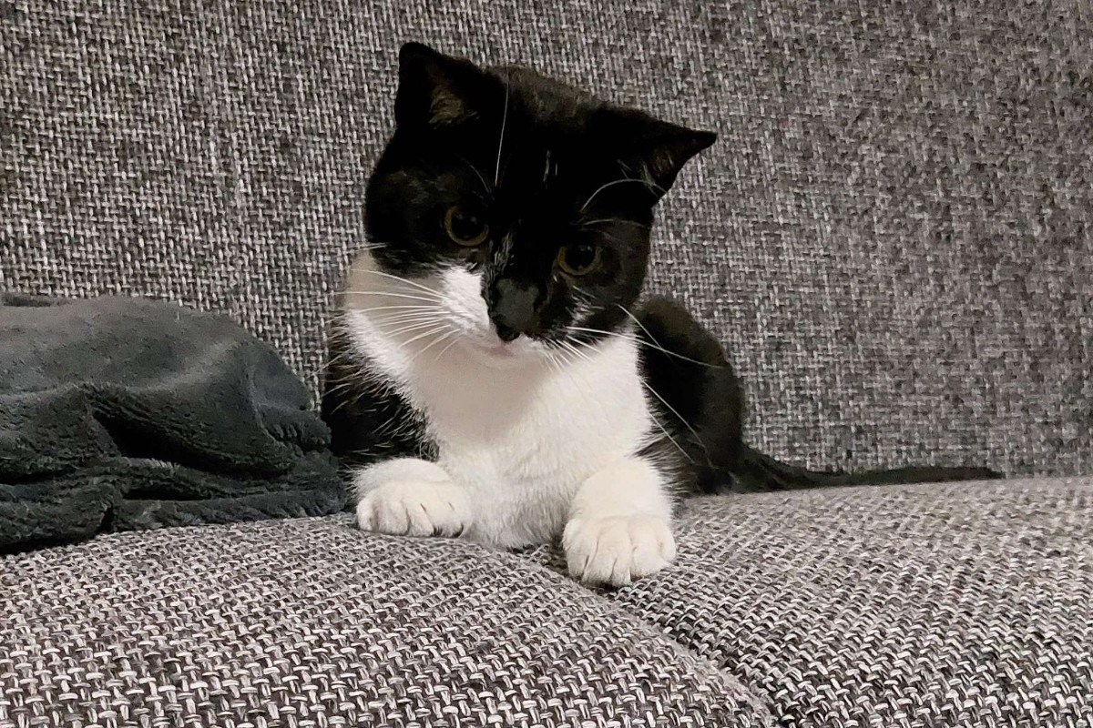 Zorro