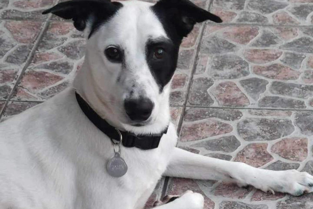 Jack