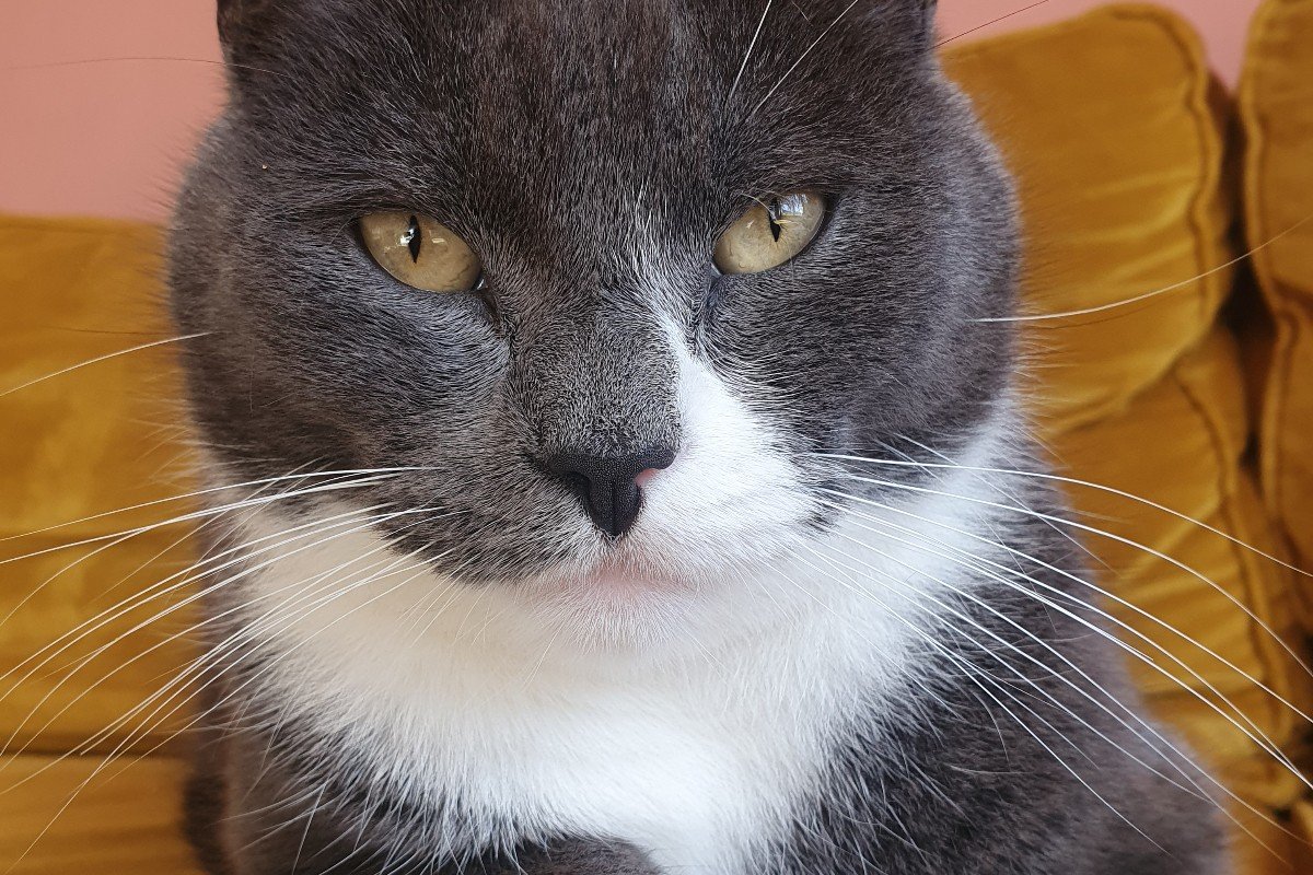 Cesar
