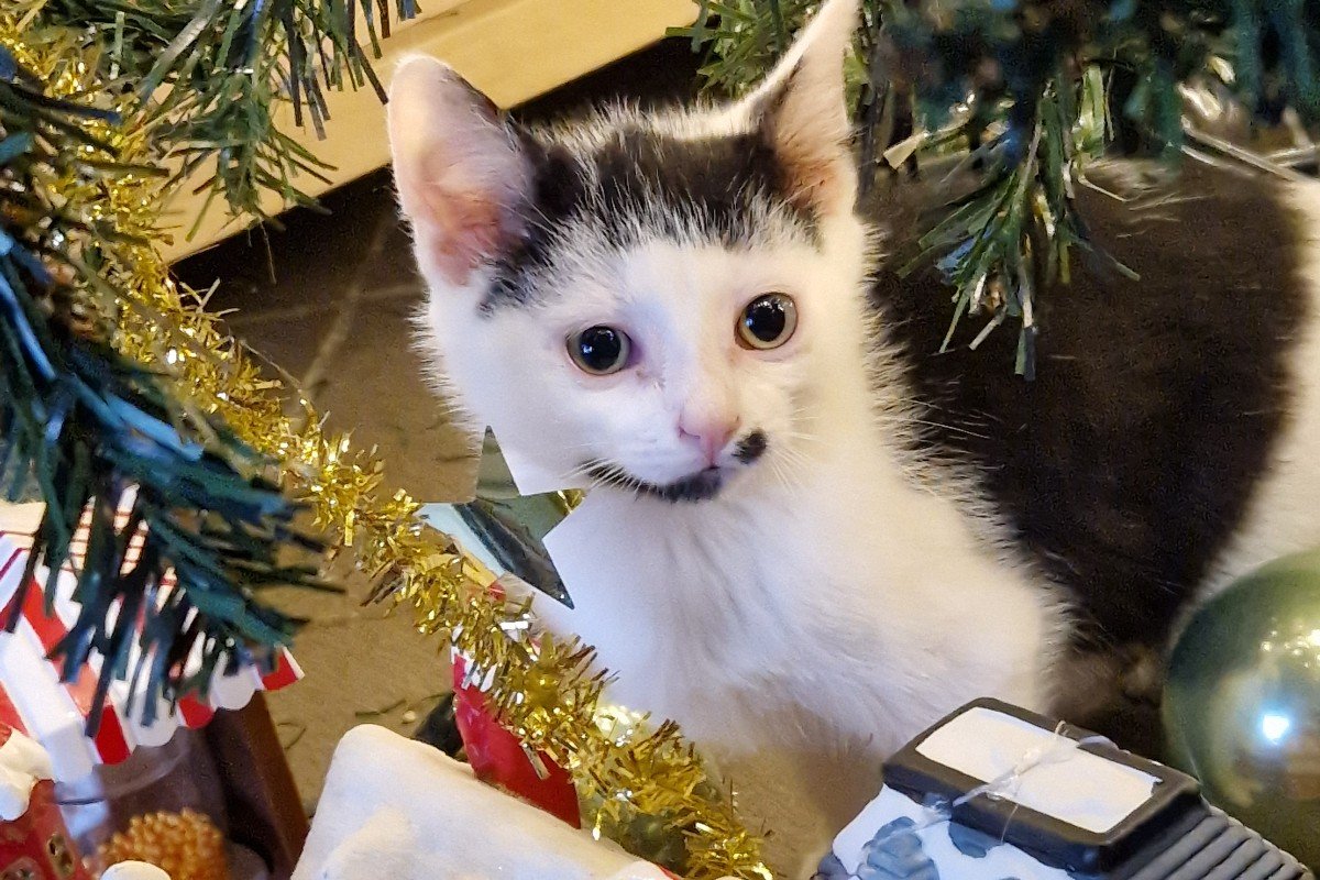 Pip