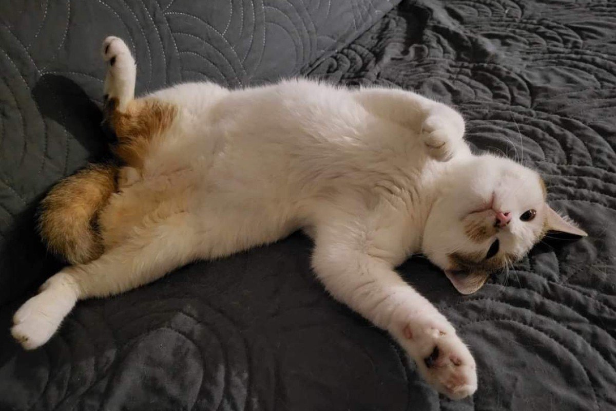 Cici