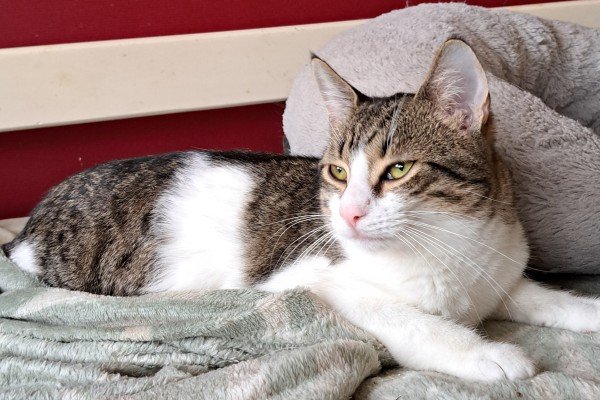 Figaro