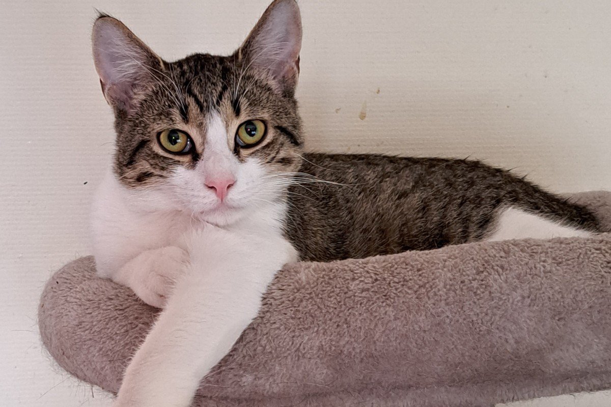 Figaro