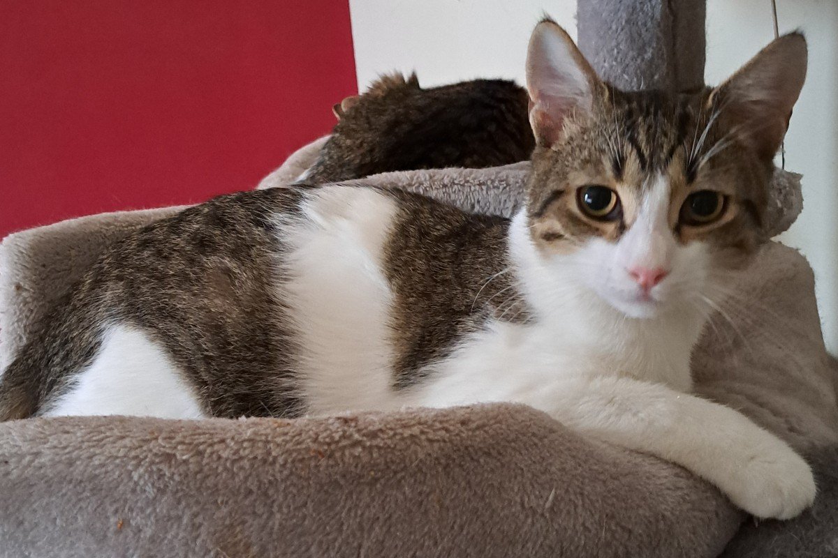 Figaro
