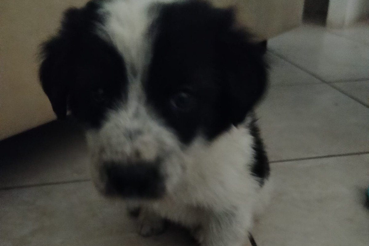 Loekie