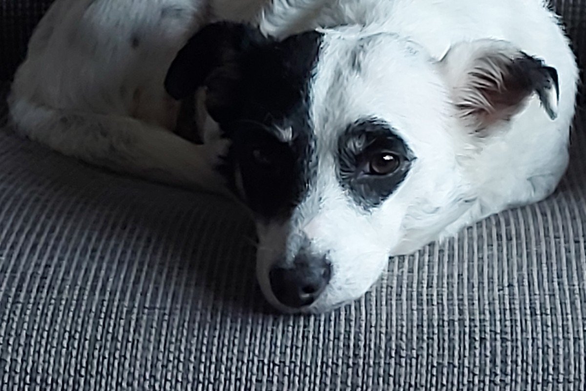 *SPOED* Timo