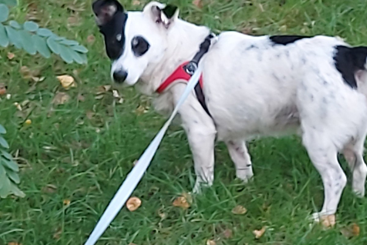 *SPOED* Timo
