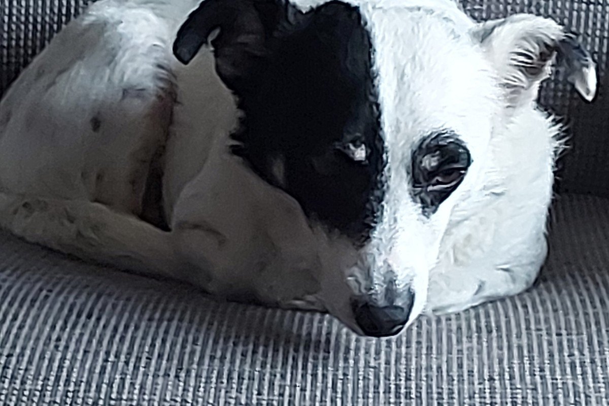*SPOED* Timo