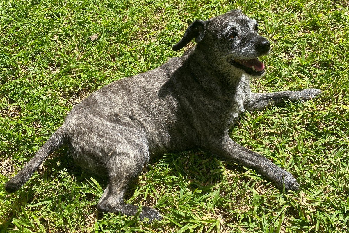 Laika