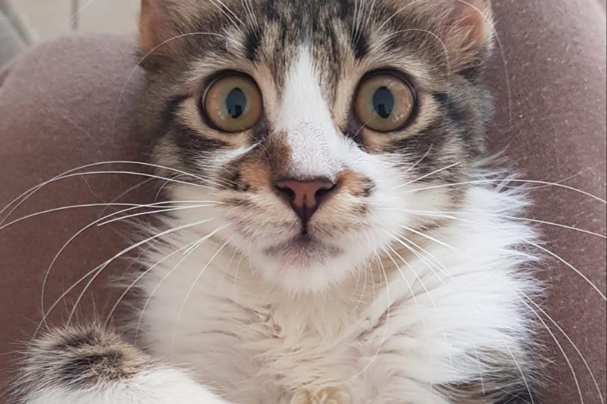 Nigel