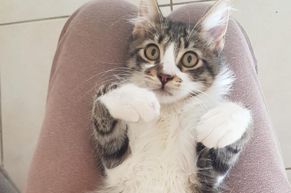 Nigel