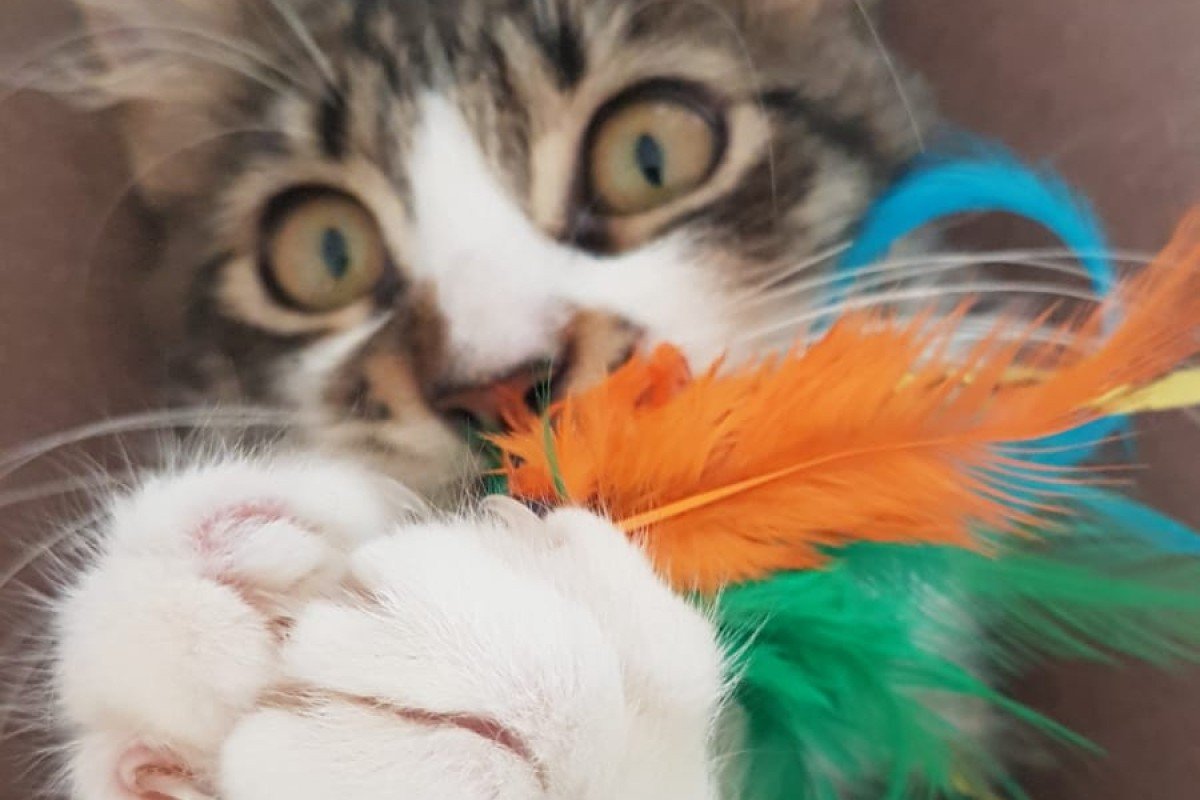 Nigel