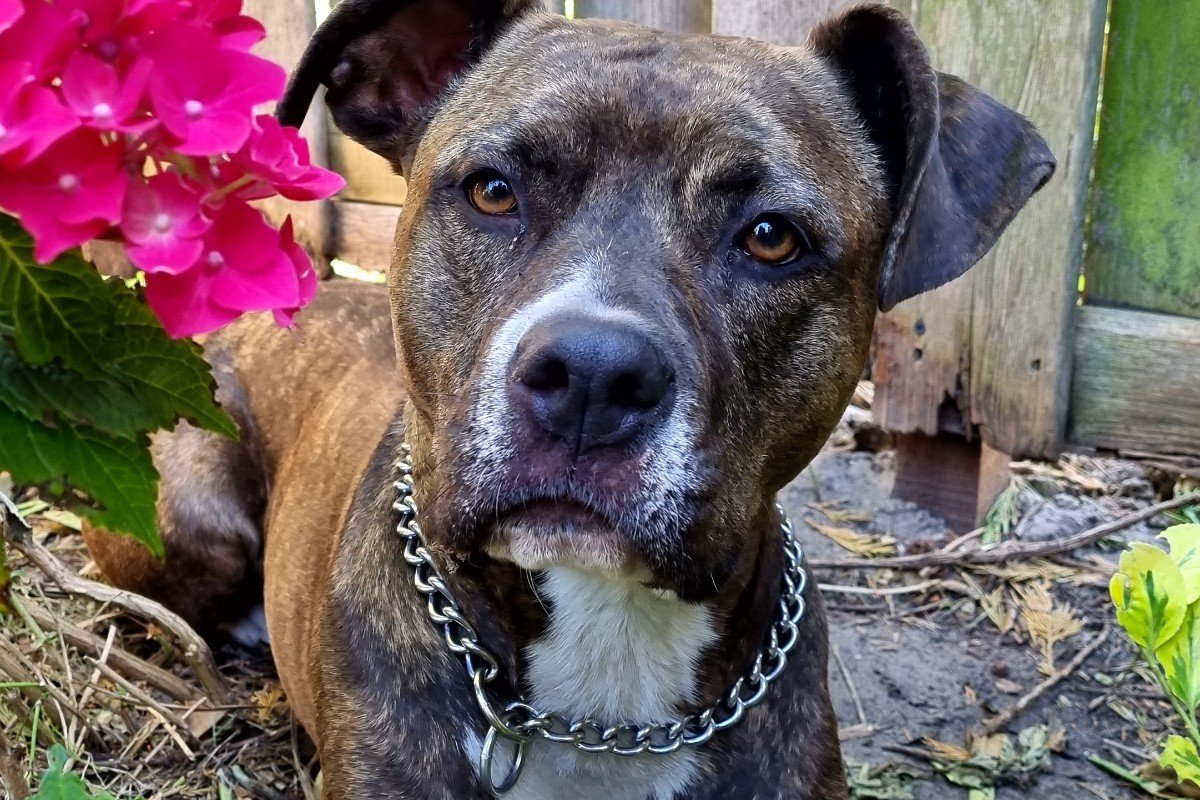 Roxy