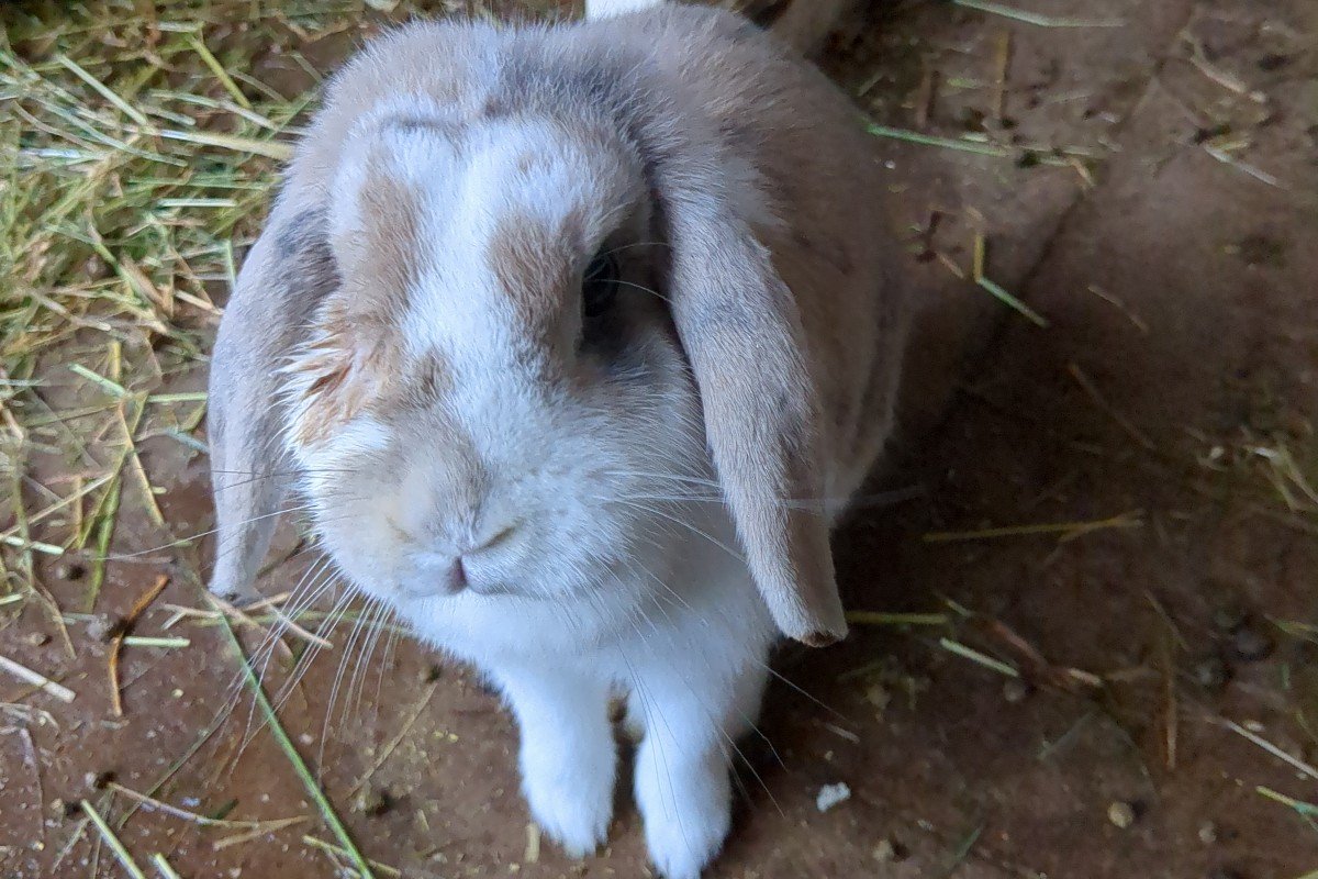 Fluffy