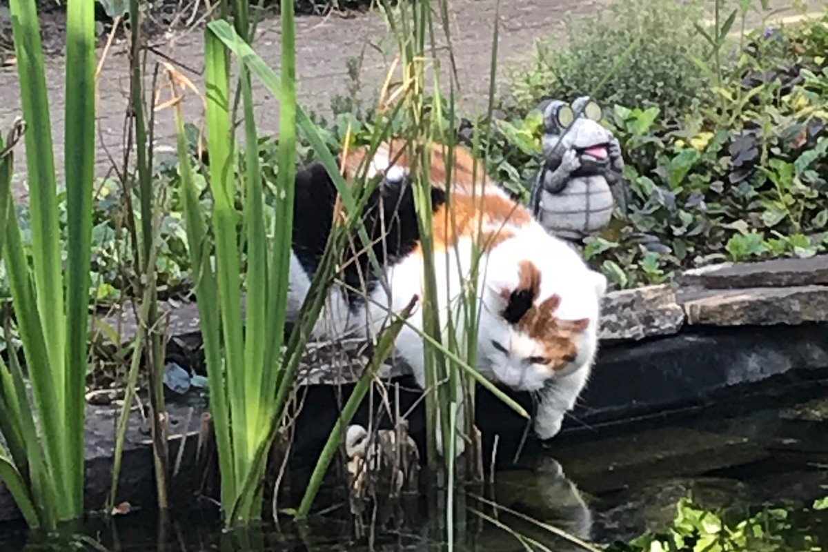 Keesje
