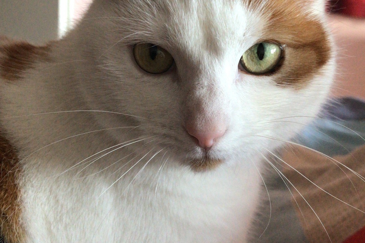 Keesje