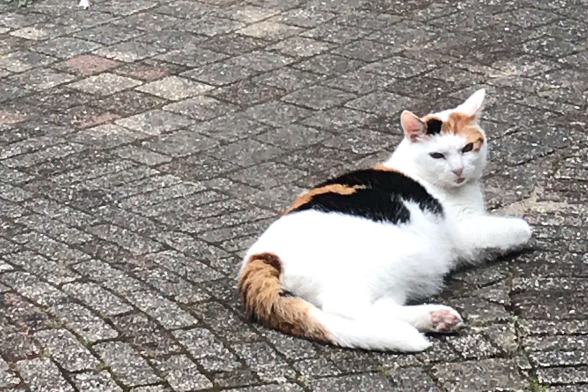 Keesje