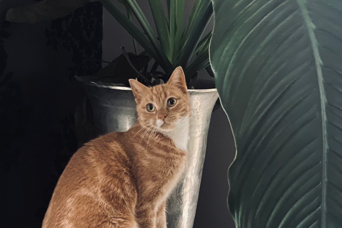 Willem