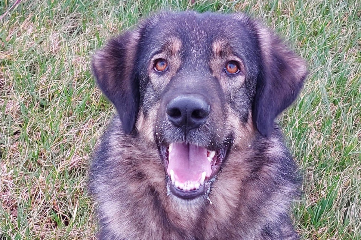 Suzi