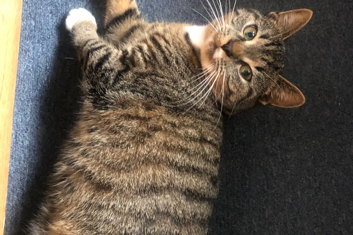 Bibi
