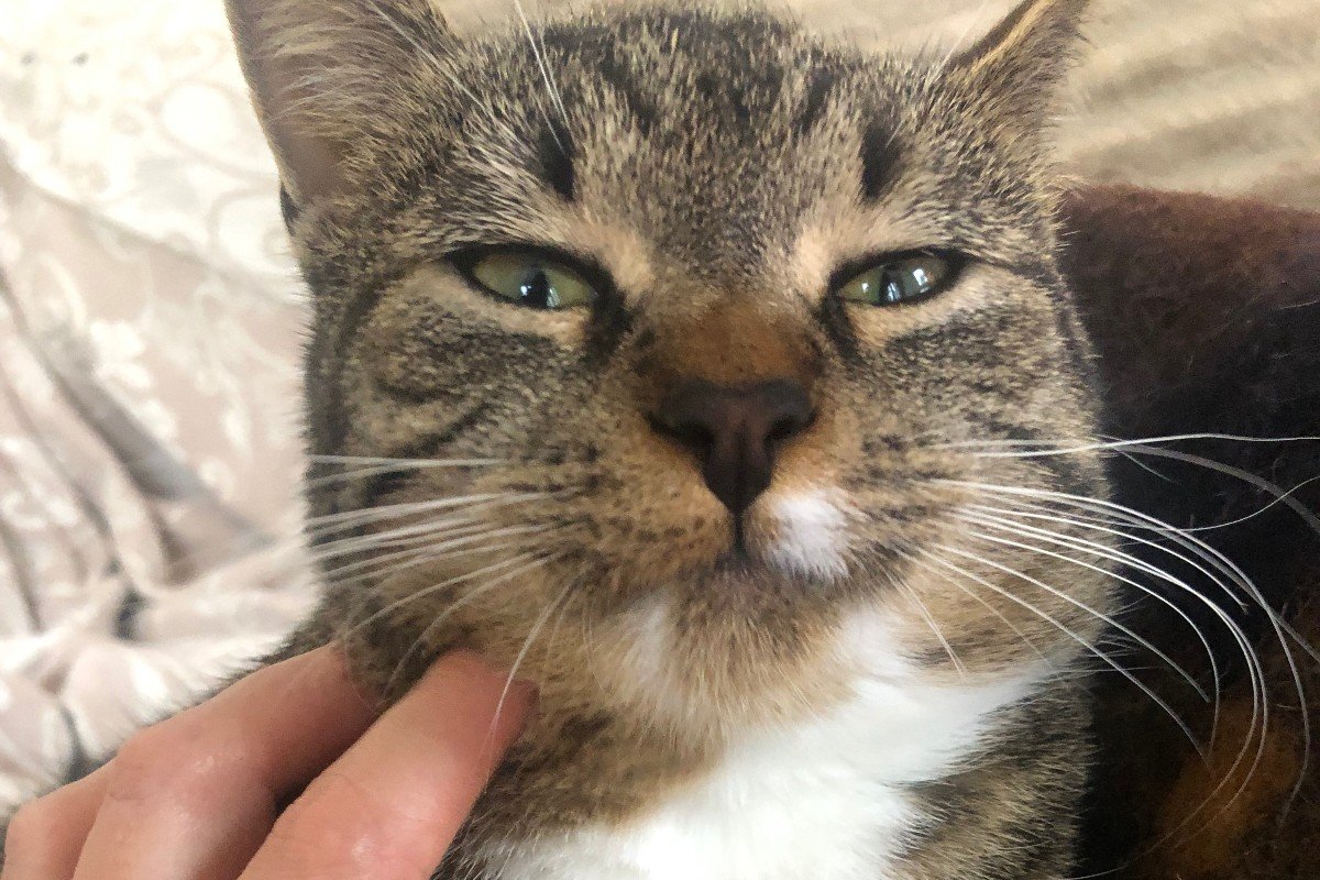 Bibi