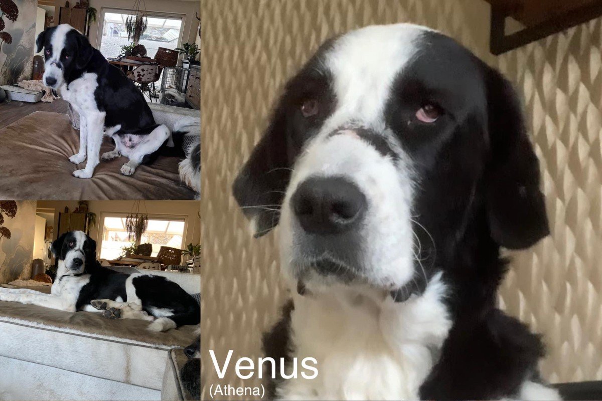 Venus