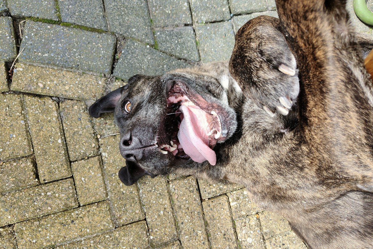 *SPOED* Muppet