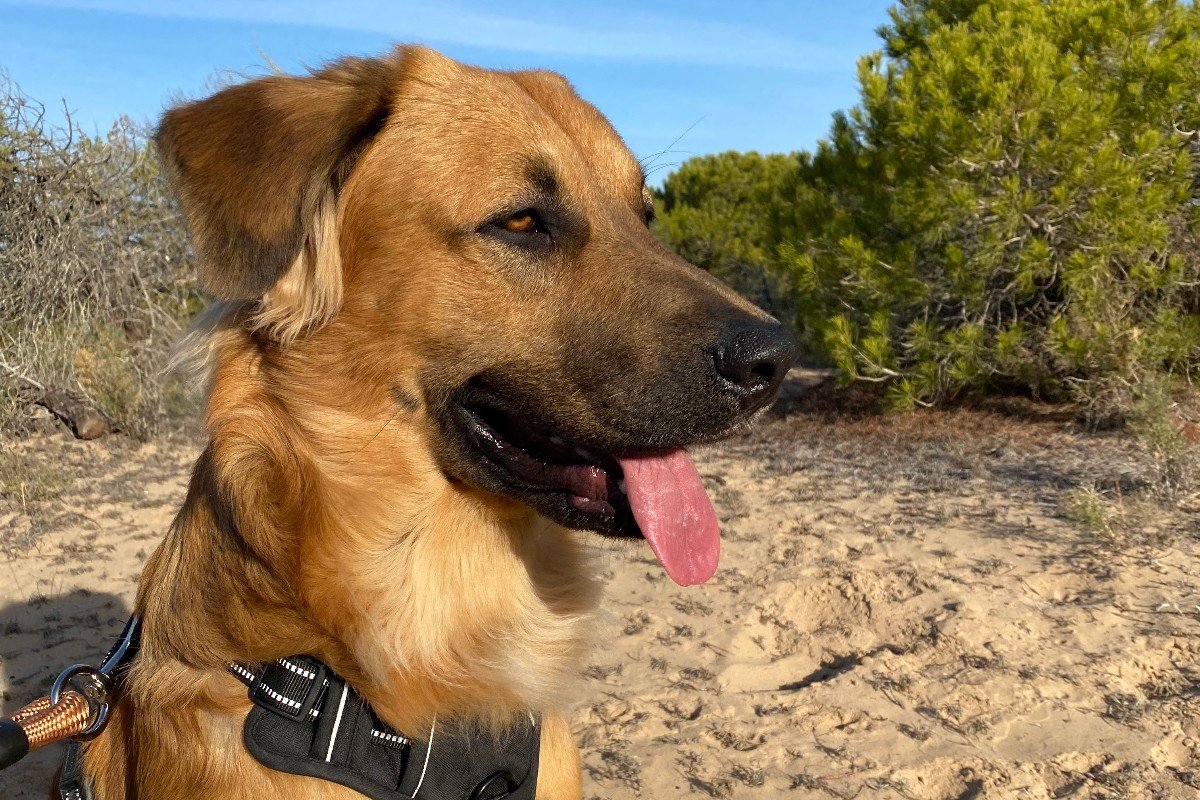 Ares