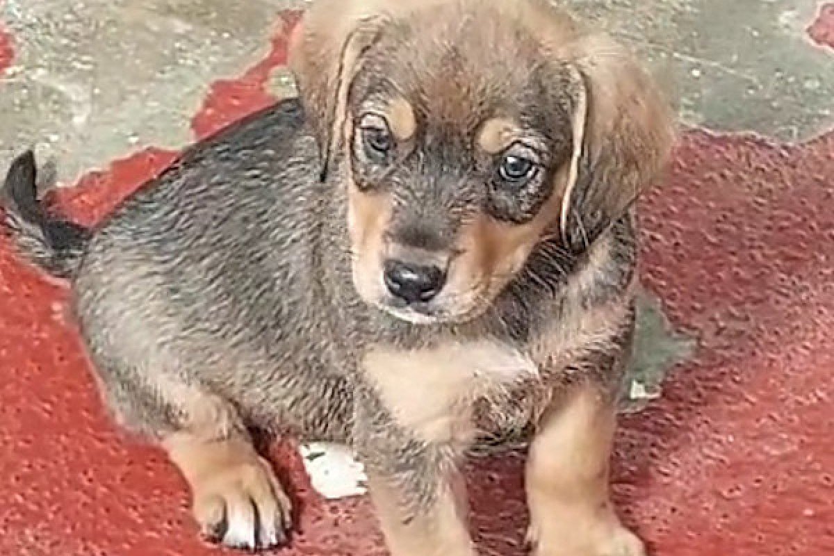 Stella