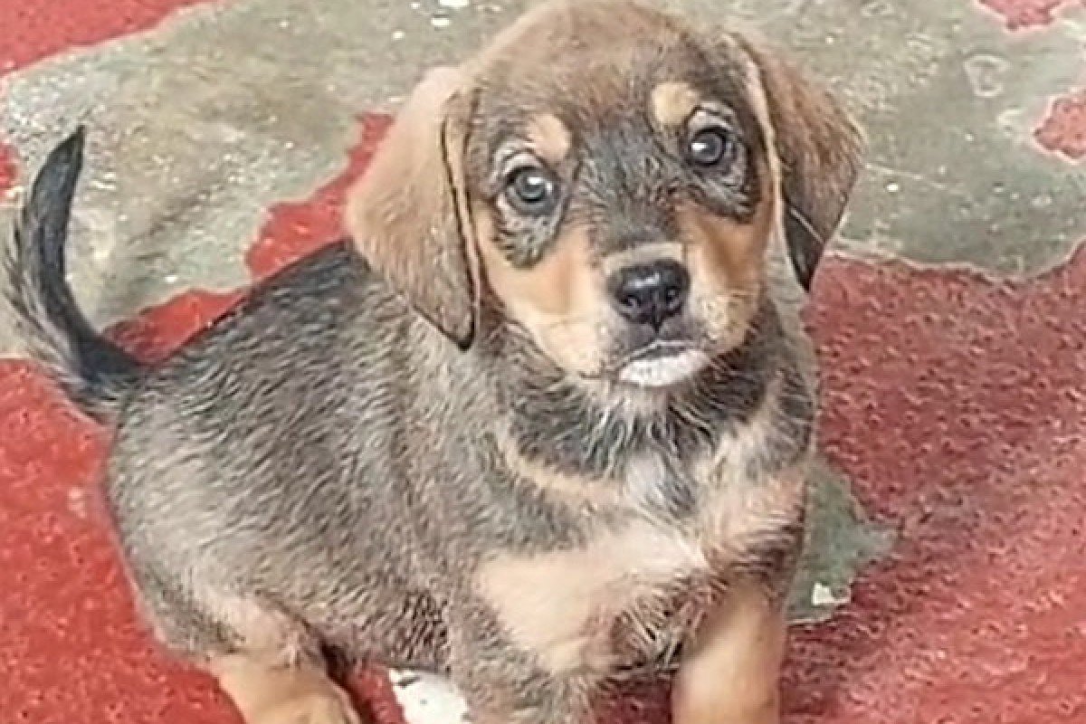 Stella