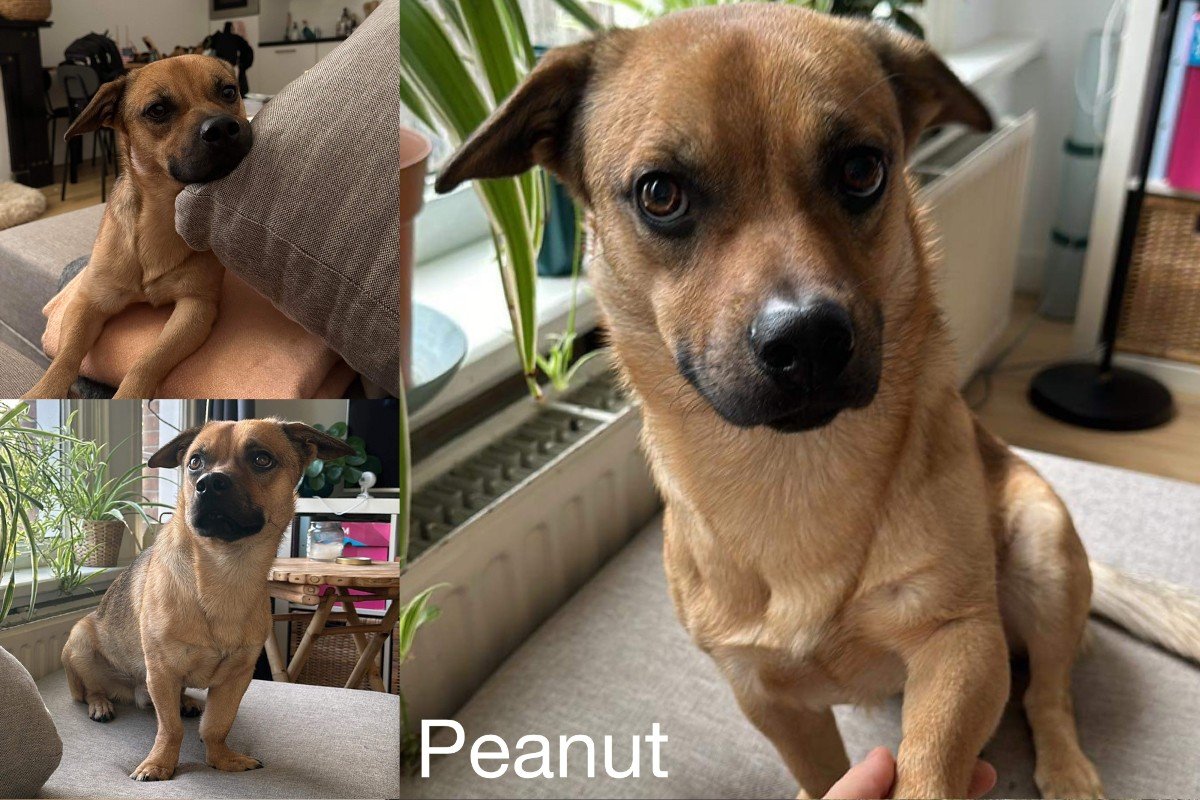 Peanut