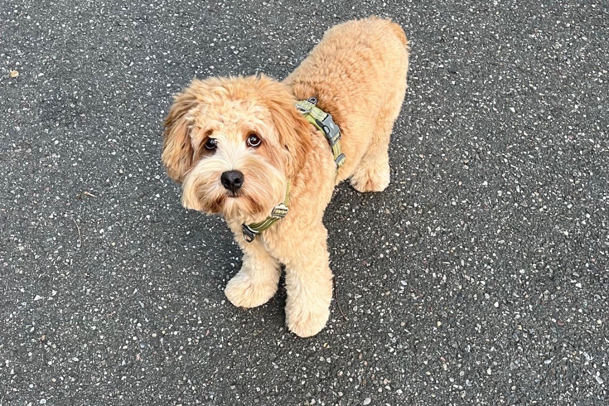 Benji