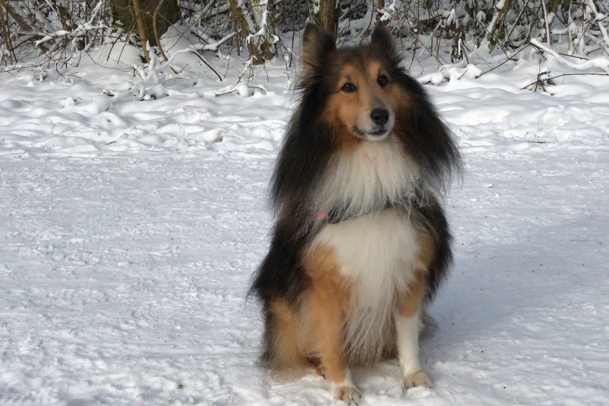 Boris