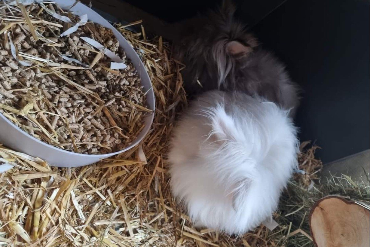 Jopie + Rosie