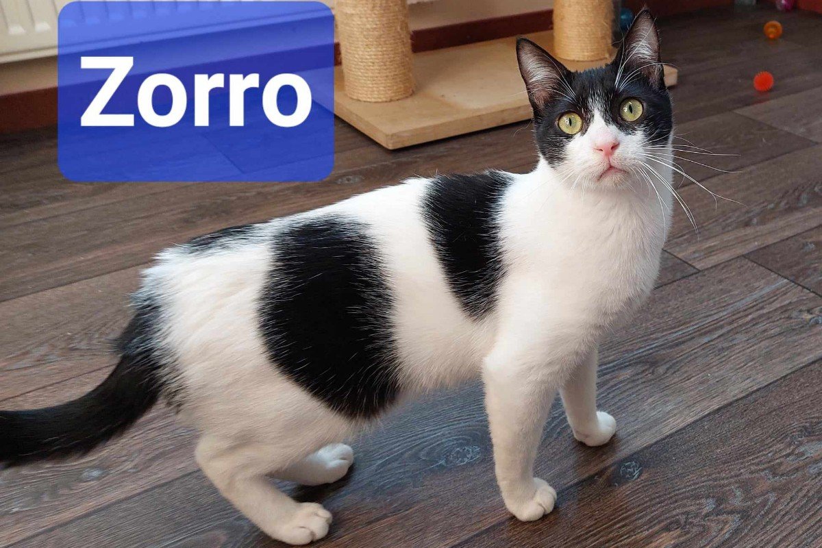 Zorro