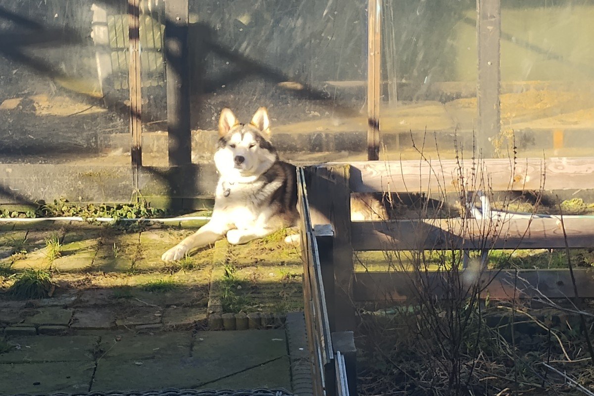 Oscar