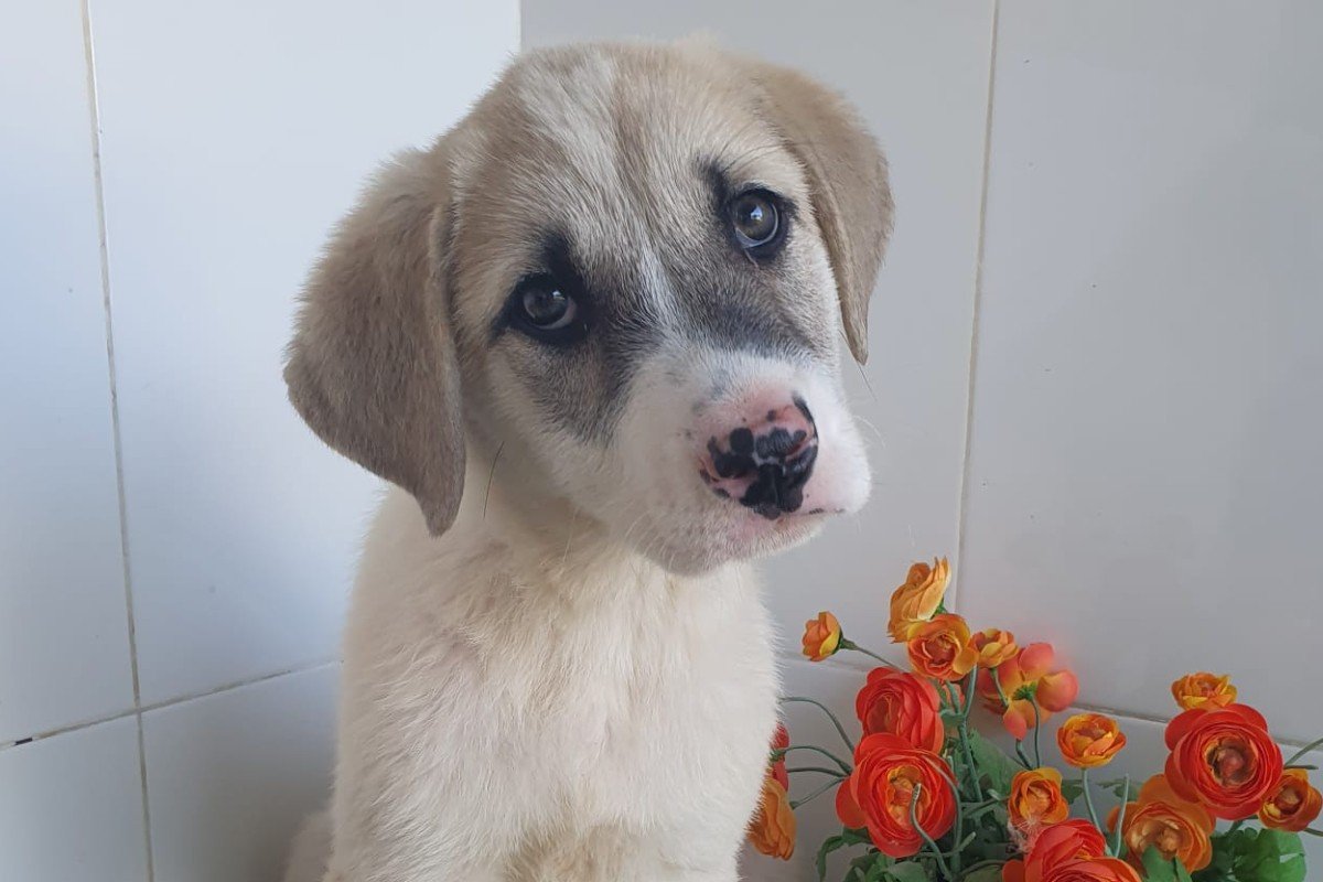 Sita