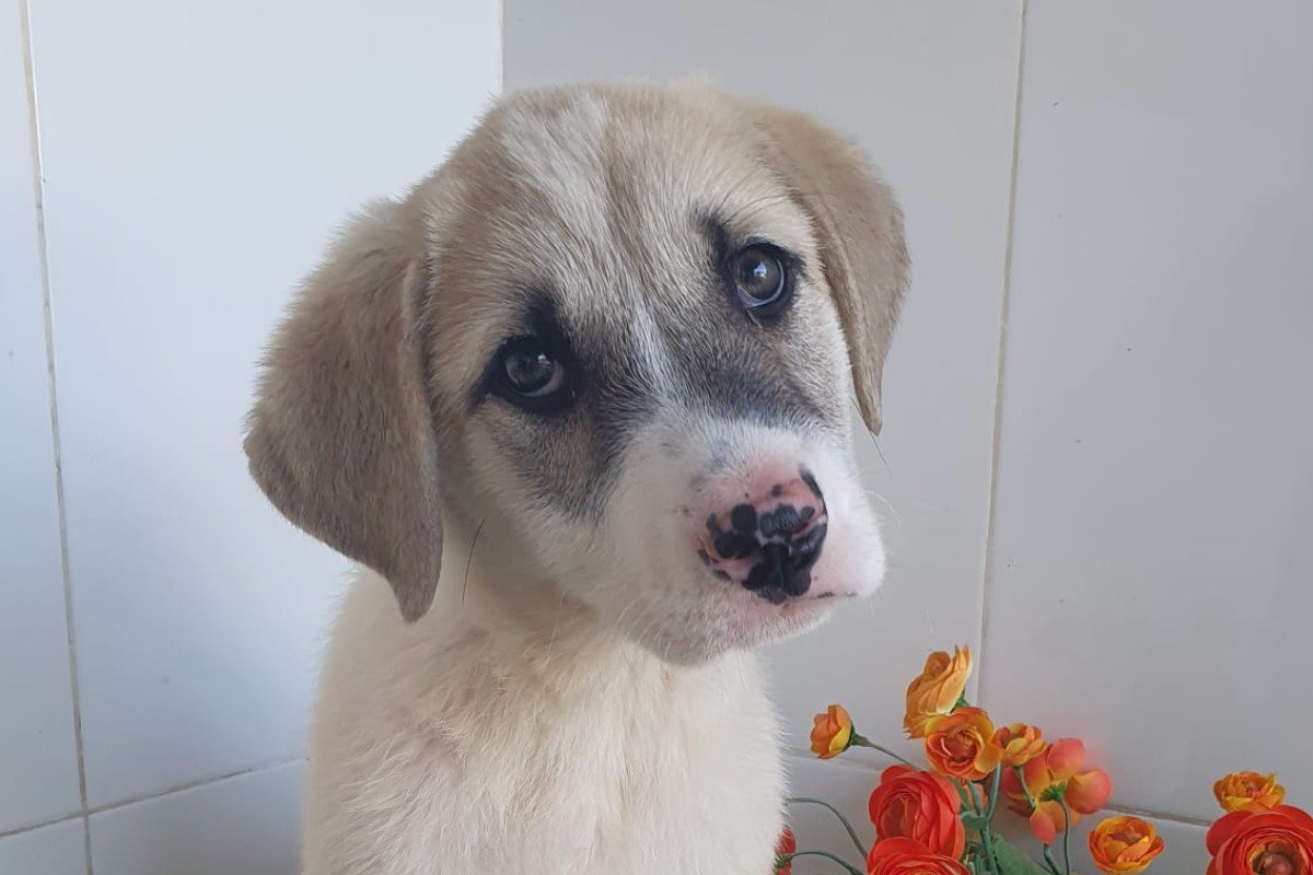 Sita